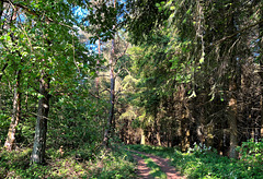 DE - Arft - Sommerlicher Wald