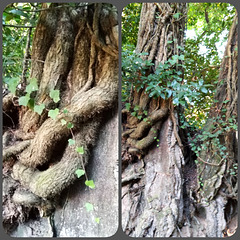 When very old vines climb the trees just to survive