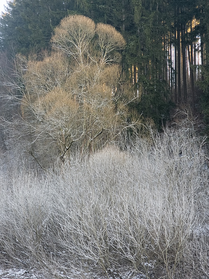 Blankenheim - Schaafbachtal