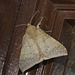 IMG 2692 Moth-2