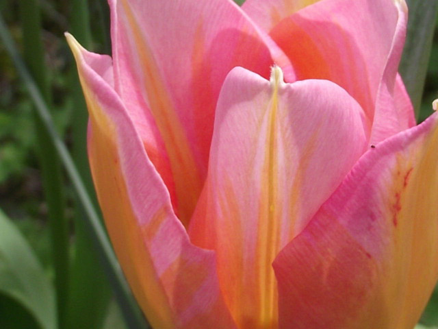 Close up of a pretty tulip