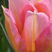 Close up of a pretty tulip