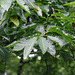 Sweet Chestnut leaves