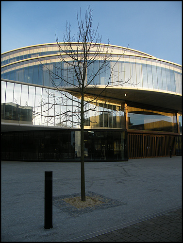 more trees for new Blavatnik