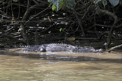 Saltwater Crocodile