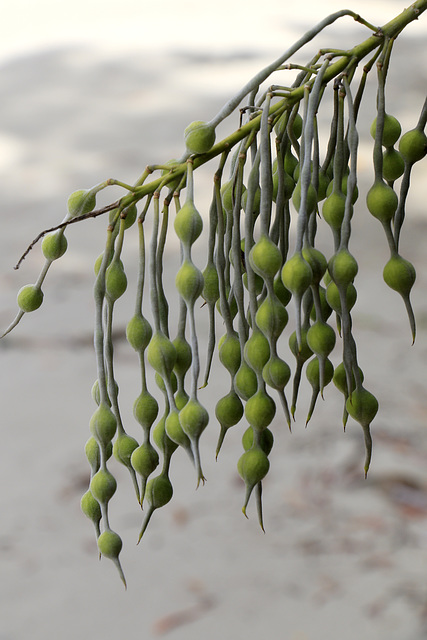 Silver Bush Seedpods