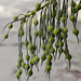 Silver Bush Seedpods