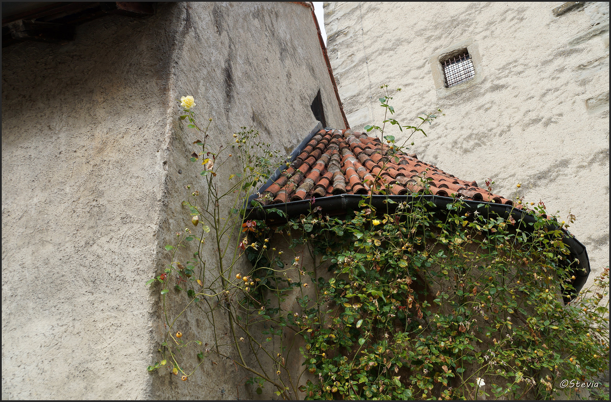 Romantisches Eck an der Peterskirche