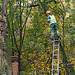 Maître élagueur sur un arbre perché