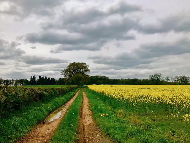 Colour returning to the fields