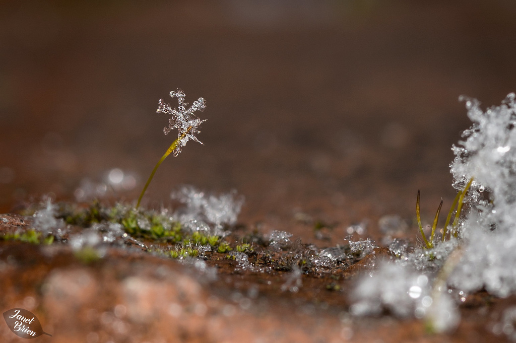 Pictures for Pam, Day 101: Snowflake on a Sporophyte