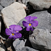 Viola calcarata, Violaceae, Alpes FR