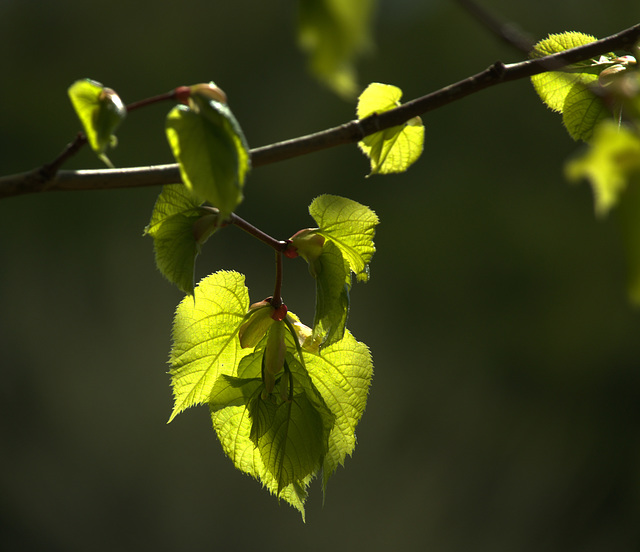 New Life. New Light