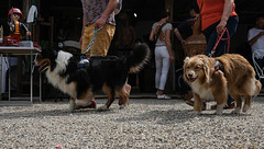 chiens poilus à poil