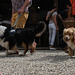 chiens poilus à poil