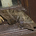 IMG 2688 Moth-1