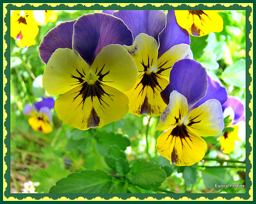 Pansy Party.