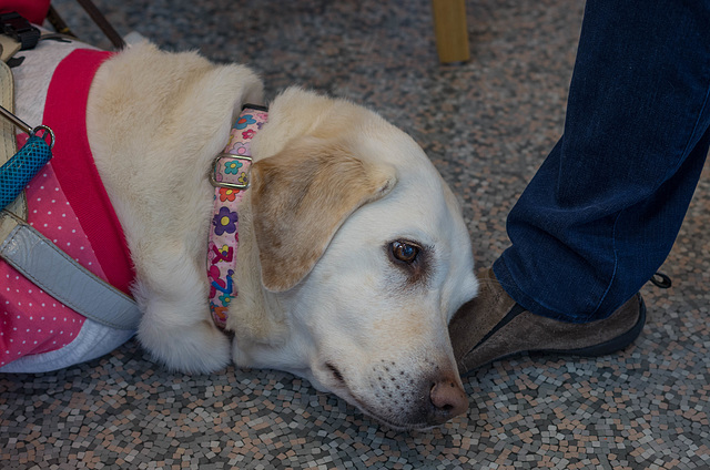 Comfortable pillow_Guide dog