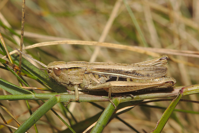 IMG 8291grasshopper