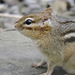 Chipmunk