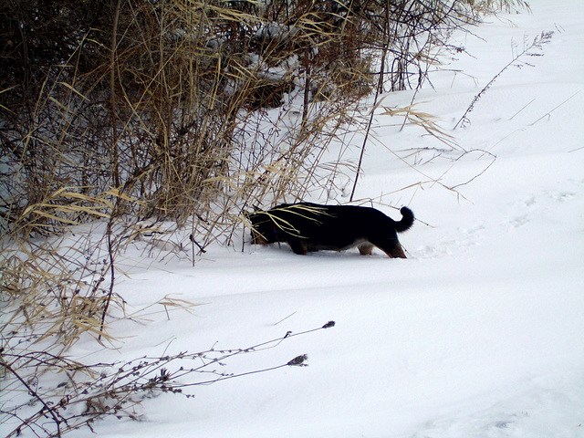 Maggie found something to sniff