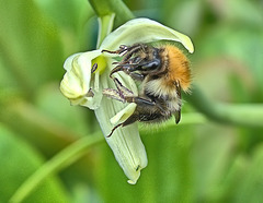 Busy Bee