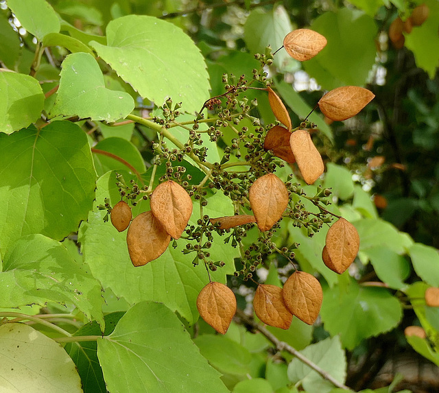 Petites pampilles d'hydrangéa !