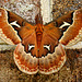 Tuliptree Silkmoth