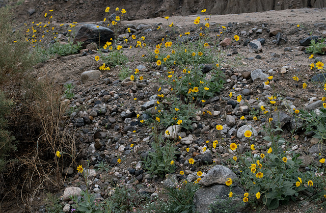 Coachella Valley Preserve (#0951)