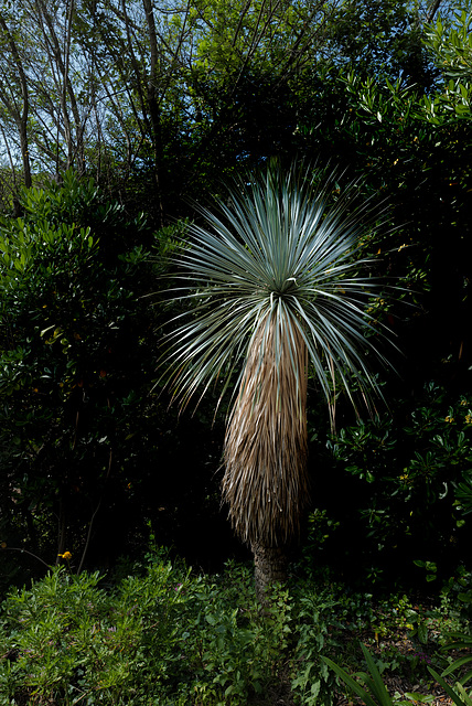 Yucca elata