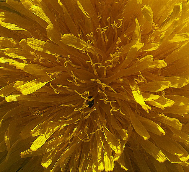 Dandelion Dandelion