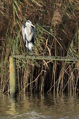 EOS 90D Peter Harriman 09 40 48 48978 greyHeron dpp