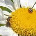 20200609 8221CPw [D~LIP] Wollkrautblütenkäfer, Insekt, Bad Salzuflen