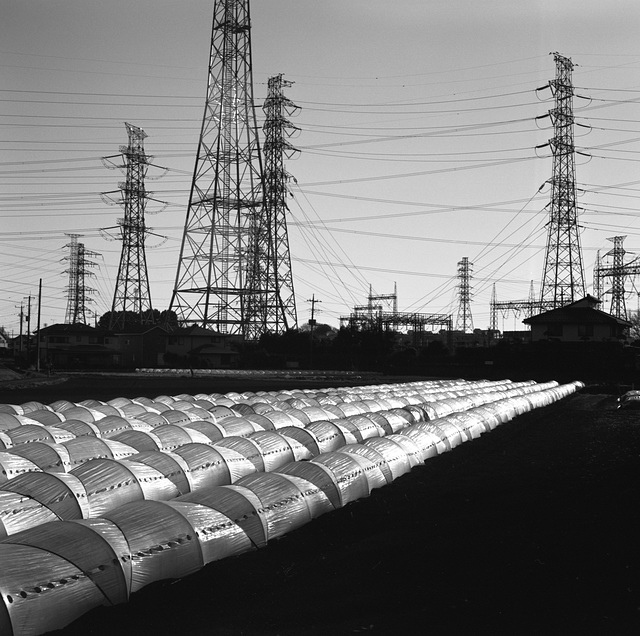 Morning sun on hoop tunnels