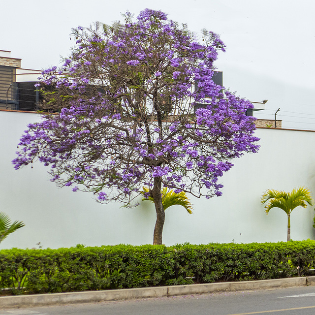 The Jacaranda tree bloomed