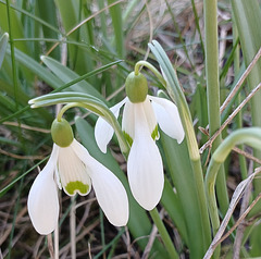 Frühlingsboten