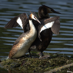 Ils ventilent les oeufs