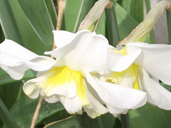 Unusual coloured daffodil