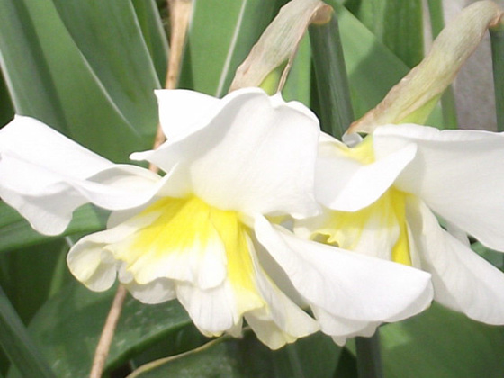 Unusual coloured daffodil