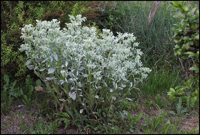 Bourrache blanche (2)