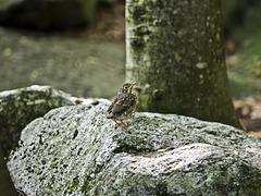 First flights (though mostly still jumps) out of the nest