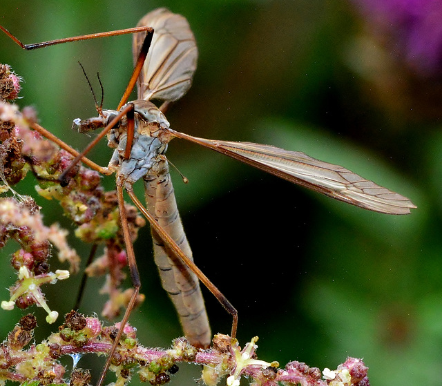 Cranefly