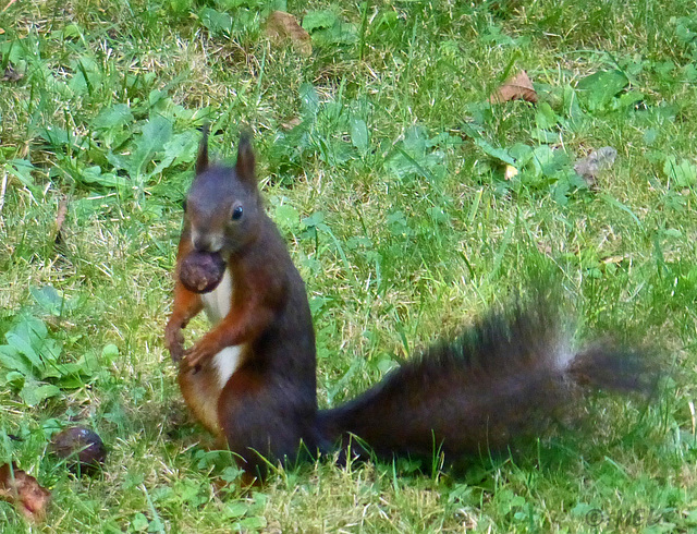 Schwarzes Eichhörnchen in unserem Garten