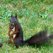 Schwarzes Eichhörnchen in unserem Garten