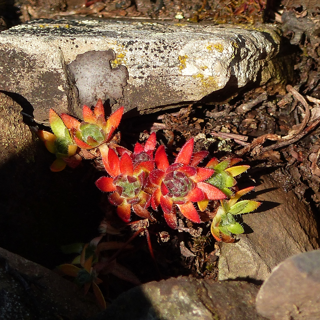 Red beauty on a scree slope