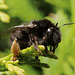 Anthophora plumipes (Male)