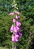 Foxglove ( Digitalis purpurea) Goathland North Yorkshire 9th July 2005