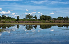 Janesmoor Pond, New Forest (2)