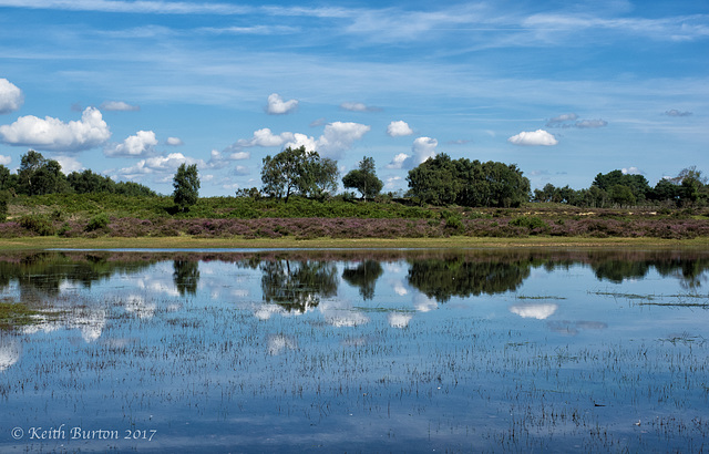 Janesmoor Pond, New Forest (2)