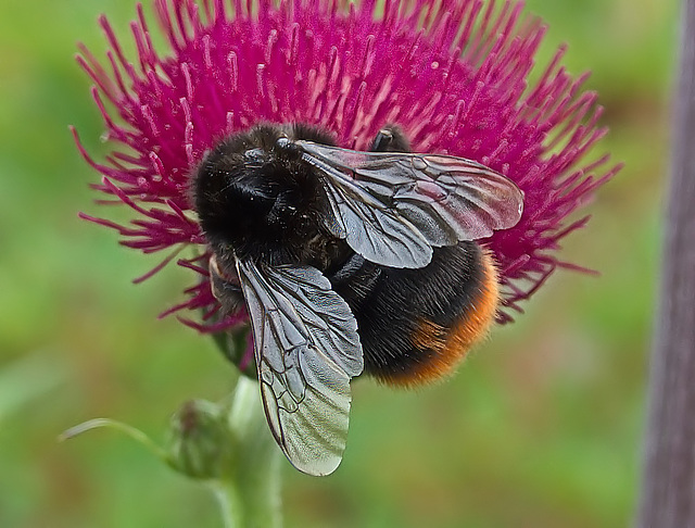 Busy Bee Busy Bee